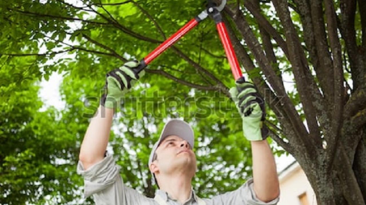 Tree Pruning