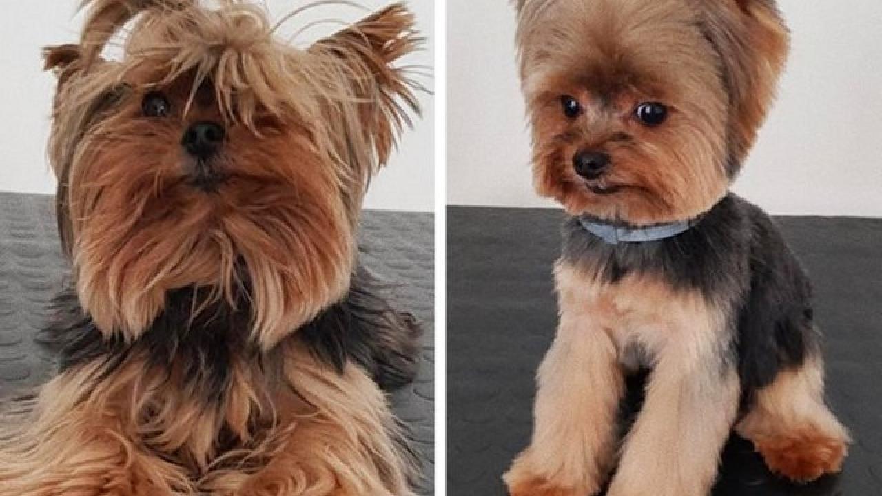 Established, High-Demand Pet Grooming Business Opportunity For Sale