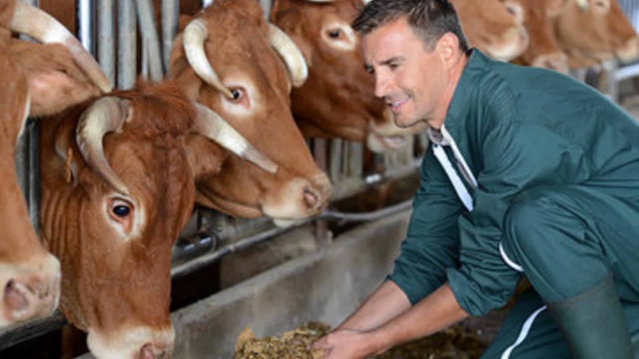 Farm Animal Feeds Distribution
