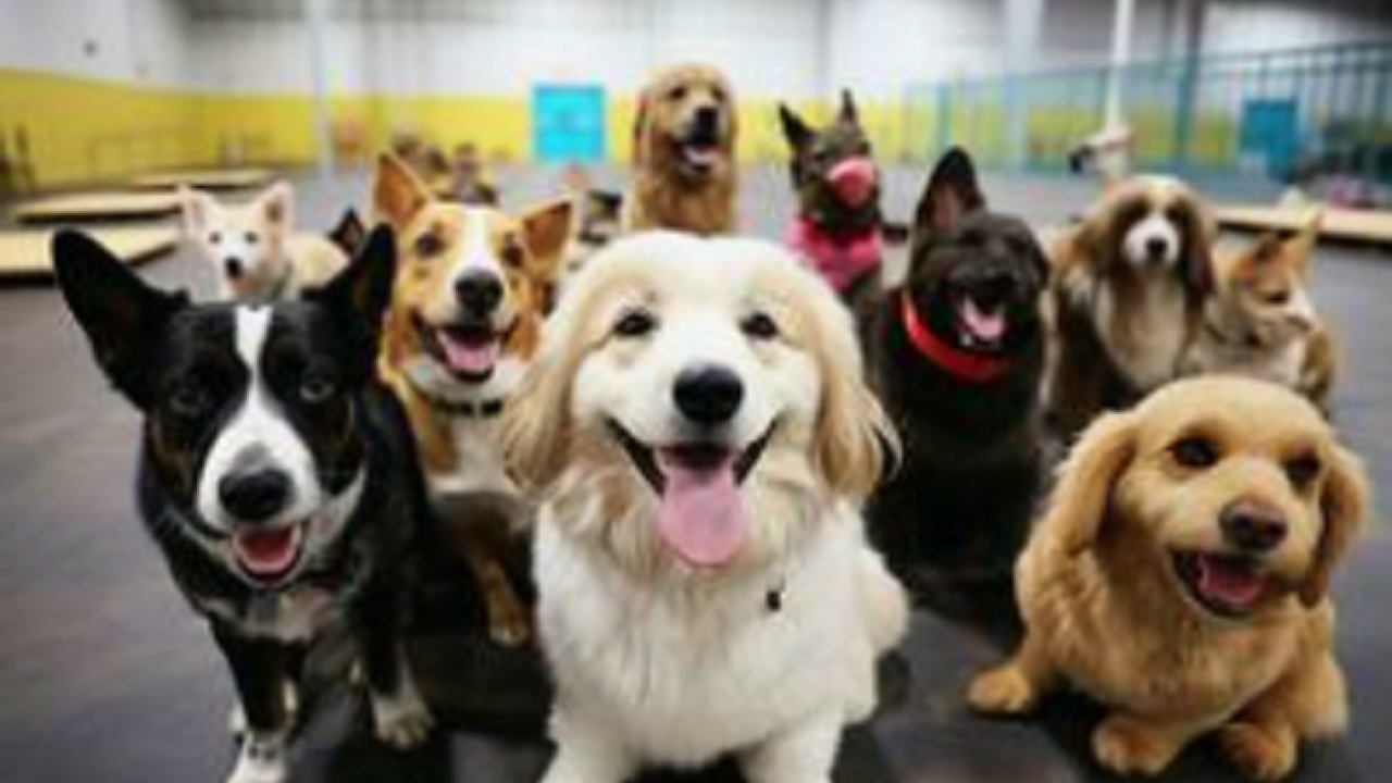 Dog Heaven Premier Doggie Daycare in Excellent Location For Sale 11732 Calhoun Companies