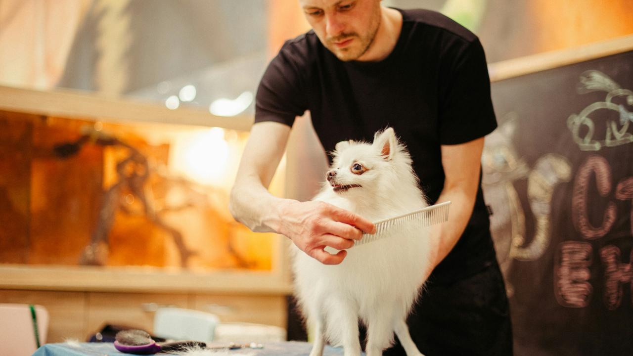 dog being groomed