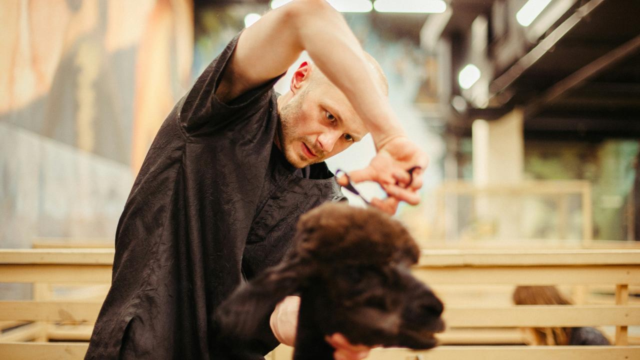 Dog being groomed