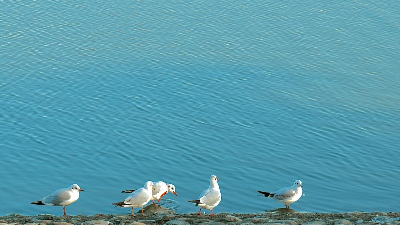 seagulls by a lake