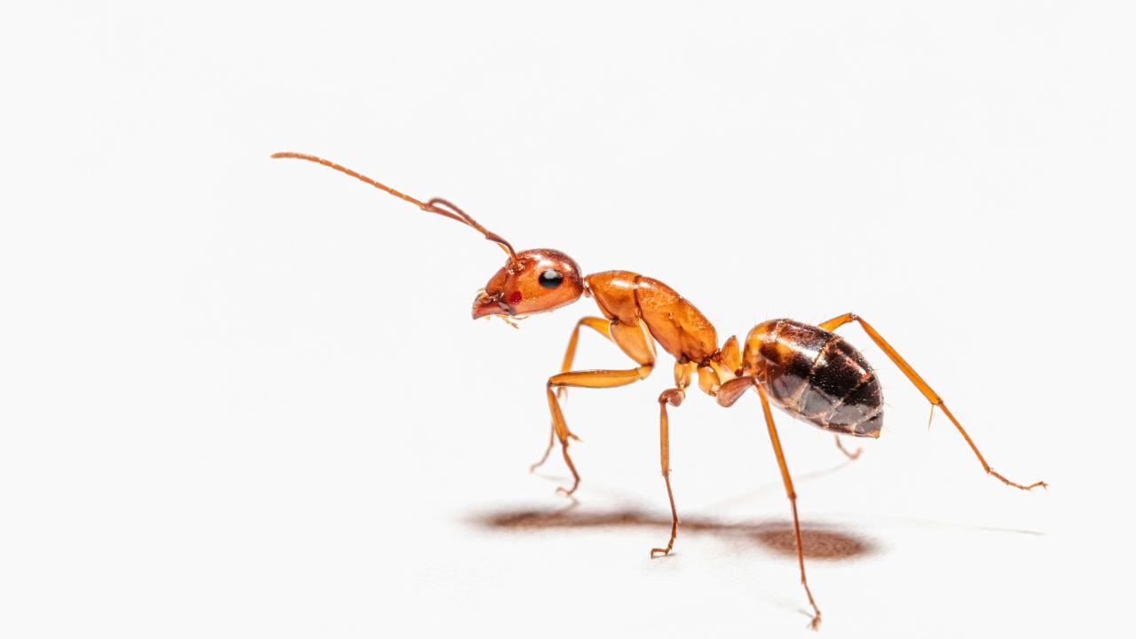 Ant